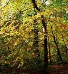 Нов производ: Хидроксипропил тетрахидропиран триол (растворлив во масло)